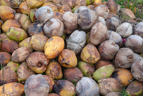 Dry cocnuts in a pile photo