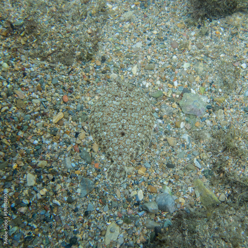 Bothus podas, pez plano.