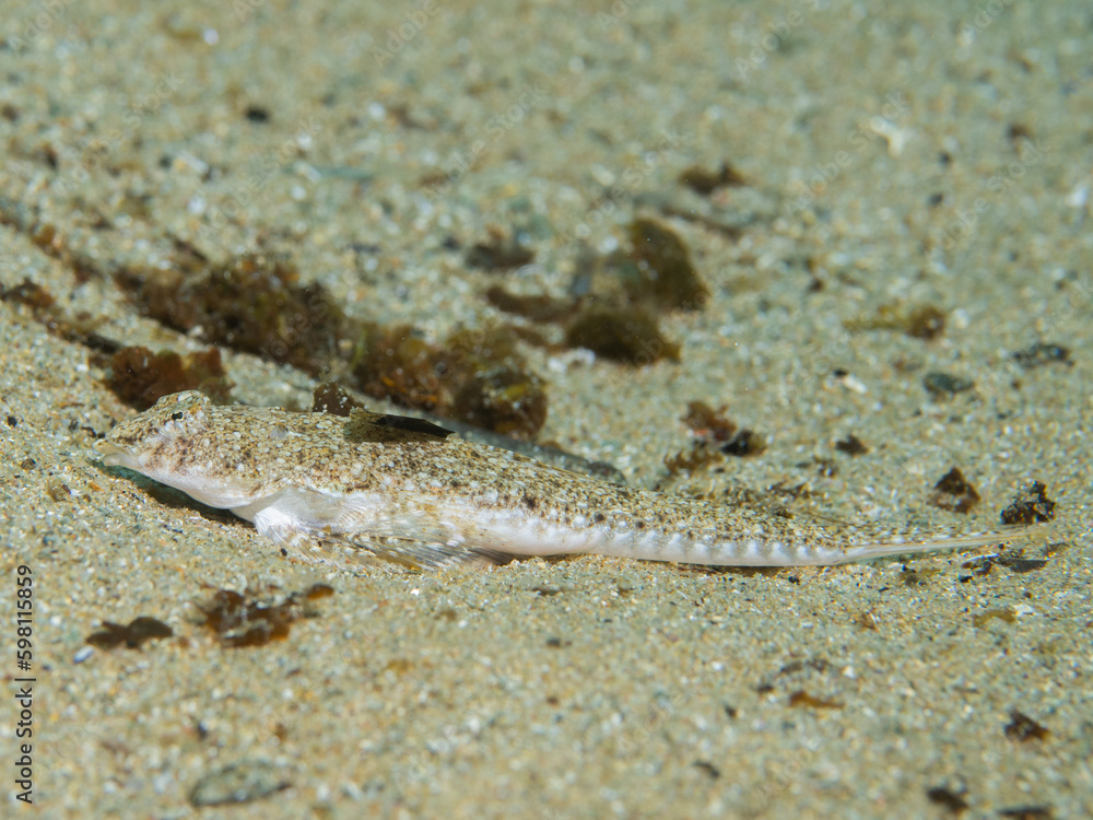 Callionymus pusillus, dragoncillo.