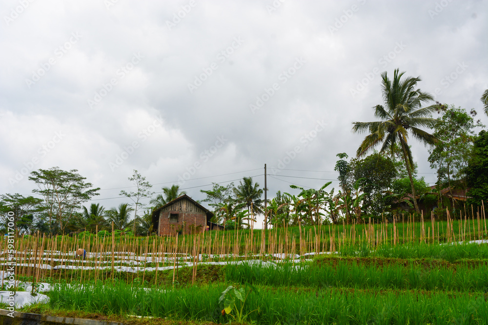 Close up view of group rice plant (Oryza sativa) in paddy field, Indonesia. No people Close up view of group rice plant (Oryza sativa) in paddy field, Indonesia. No people
