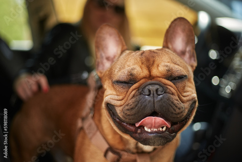 Happy French bulldog mug. Cute animal portrait. Healthy and cheerful dog sitting with the owner inside a car