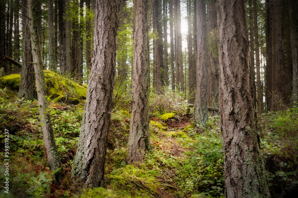 Obraz premium Pacific Northwest Temperate Rain Forest Environment. Lovely mossy covered forest floor and large Douglas Fir trees make for a beautiful springtime stroll through the woods.