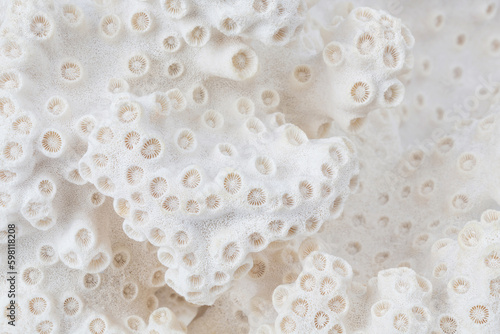 closeup / macro of a beautiful white sea coral texture, background for an ocean, sea or summer themed banner or header 