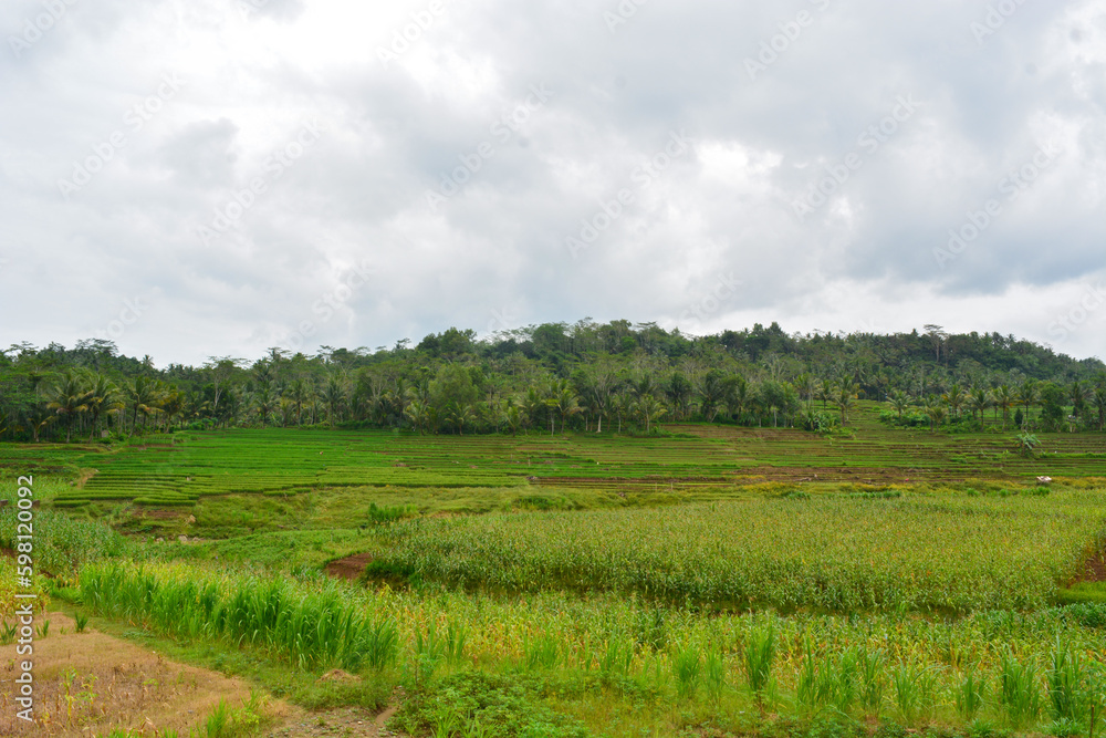 Close up view of group rice plant (Oryza sativa) in paddy field, Indonesia. No people