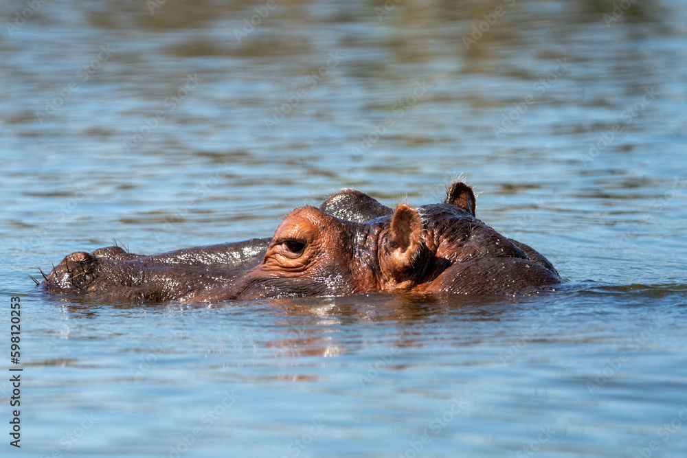 Side profile view of a hippo with its eyes, ears and nose exposed out of water - Kenya, Africa Side profile view of a hippo with its eyes, ears and nose exposed out of water - Kenya, Africa