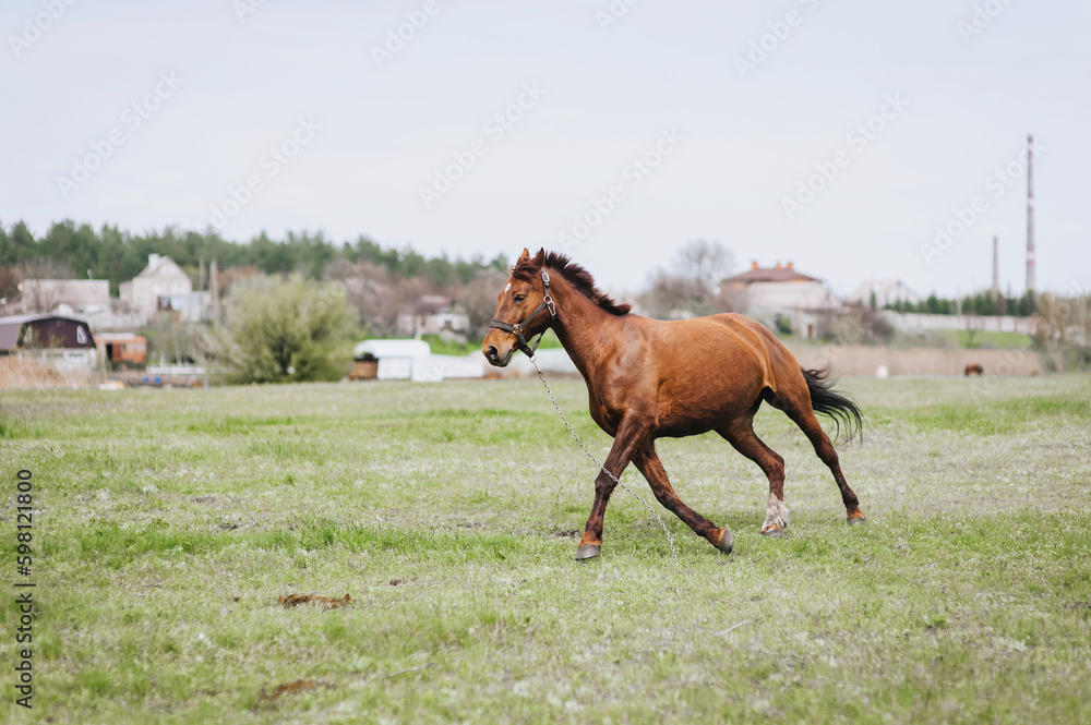 Fototapeta premium A beautiful young fast strong brown horse runs in a meadow with green grass in a pasture, nature. Animal photography, portrait.