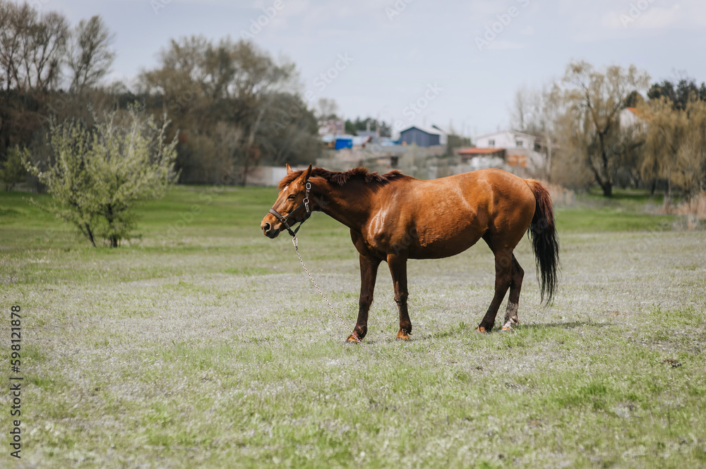 Beautiful brown horse, stallion walks, grazes in a meadow with green grass in a pasture, nature. Animal photography, portrait, wildlife, countryside. Beautiful brown horse, stallion walks, grazes in a meadow with green grass in a pasture, nature. Animal photography, portrait, wildlife, countryside.