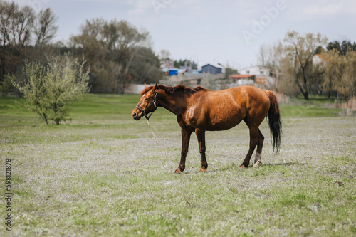 Beautiful brown horse, stallion walks, grazes in a meadow with green grass in a pasture, nature. Animal photography, portrait, wildlife, countryside. © shchus