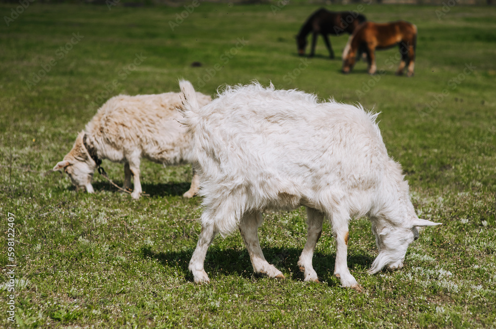 White, curly goats graze in the meadow, field, pasture eating green grass on the farm. Animal photography, close-up portrait, herbivore. White, curly goats graze in the meadow, field, pasture eating green grass on the farm. Animal photography, close-up portrait, herbivore.