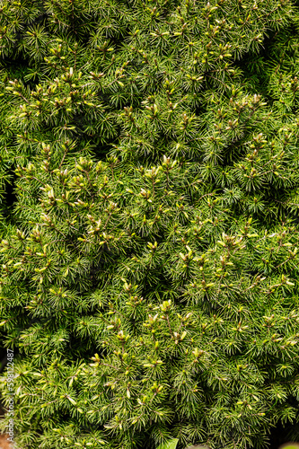 Background, texture of a beautiful coniferous green tree, a bush of conica. Photo of nature, plant close-up.