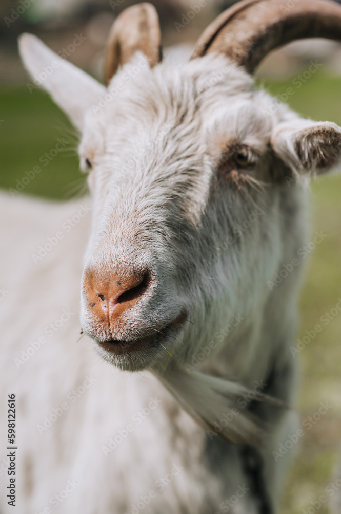 Photography, close-up portrait of the head, face of a white curly bearded goat with horns in a pasture, meadow. Animal in nature, farm pet. Photography, close-up portrait of the head, face of a white curly bearded goat with horns in a pasture, meadow. Animal in nature, farm pet.