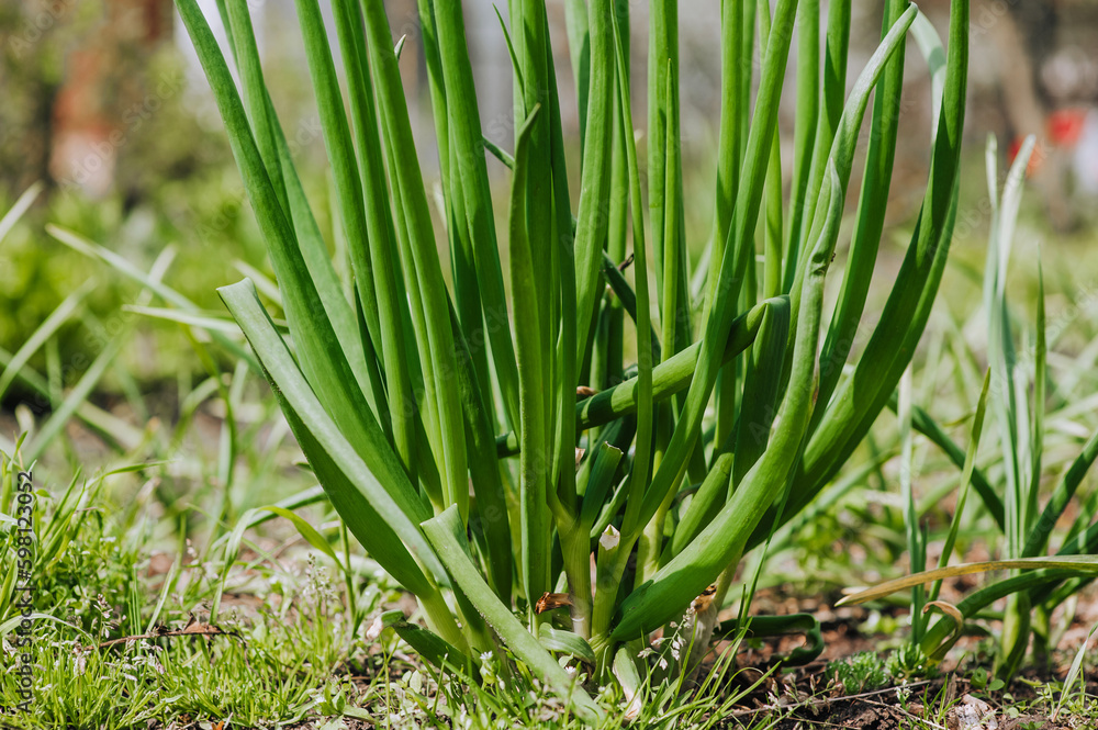 Green fresh long onion, garlic grows in the garden. Edible plant, nature, cultivation, close-up photography, gardening, portrait. Green fresh long onion, garlic grows in the garden. Edible plant, nature, cultivation, close-up photography, gardening, portrait.