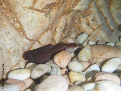 Gaidropsarus mediterraneus, Barbada del mediterraneo. photo