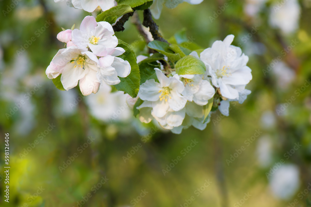 Flowers Apple tree close up