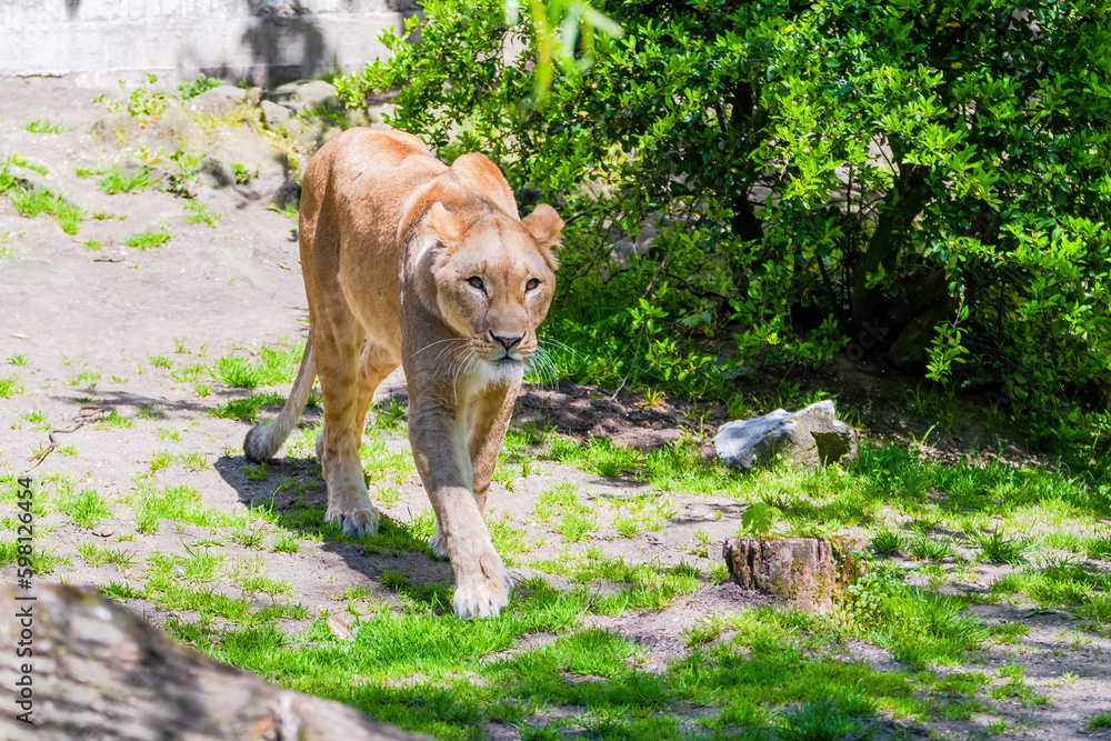 Obraz premium Beautiful wild african lioness lying in the zoo