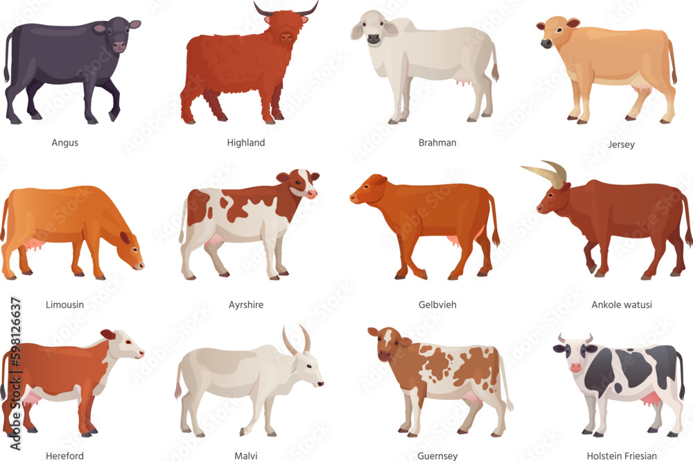 Breeding cattle. Breeds cattles farm mammal animal, netherlands cow beef, agriculture breed bull brahman hereford angus ayrshire limousin, set cartoon ingenious vector illustration