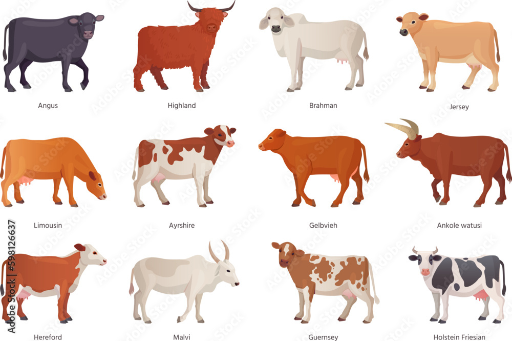 Breeding cattle. Breeds cattles farm mammal animal, netherlands cow beef, agriculture breed bull brahman hereford angus ayrshire limousin, set cartoon ingenious vector illustration Breeding cattle. Breeds cattles farm mammal animal, netherlands cow beef, agriculture breed bull brahman hereford angus ayrshire limousin, set cartoon ingenious vector illustration
