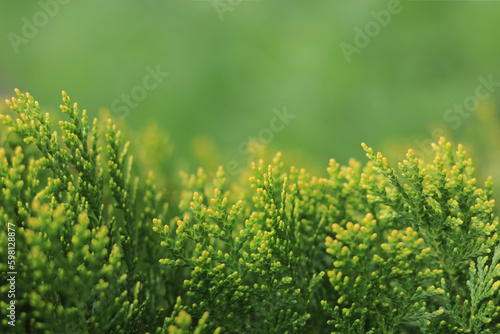 Spring nature. Young twigs of Thuja closeup. Fresh green leaves, branches of white cedar on blurred background. Young twigs of evergreen. White Cedar. Thuja green leaves. Copy space. Ecology