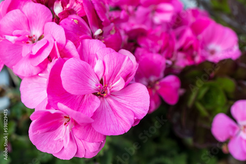 Flora of Israel. Square frame. Pelargonium graveolens is a Pelargonium species native to the Cape Provinces and the Northern Provinces of South Africa, Zimbabwe and Mozambique.