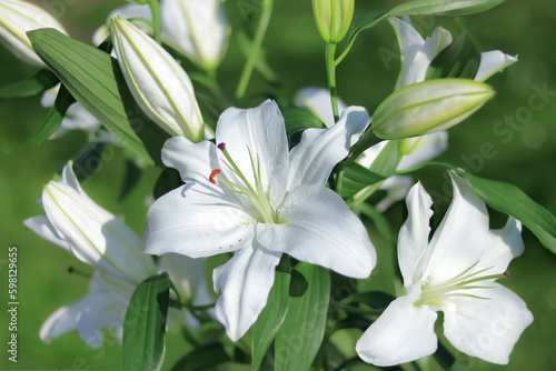 Madonna Lily. White Easter Lily flowers in garden. Lilies blooming. Blossom Lilium Candidum in a summer. Garden Lillies with white petals. Large flowers in sunny day. Floral background. Greeting card © Mariia