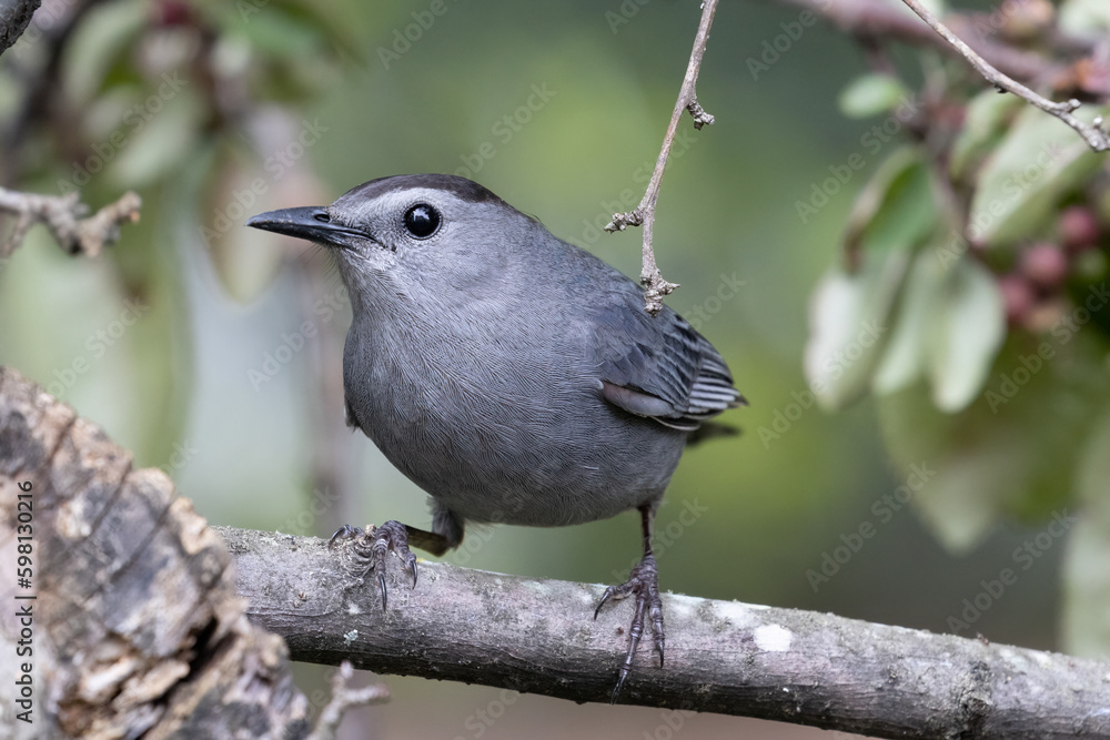 Fototapeta premium close-up of agray catbird perched on a tree branch with a soft green blurred background.