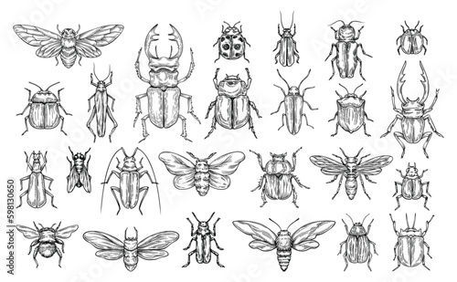Set of line insects
