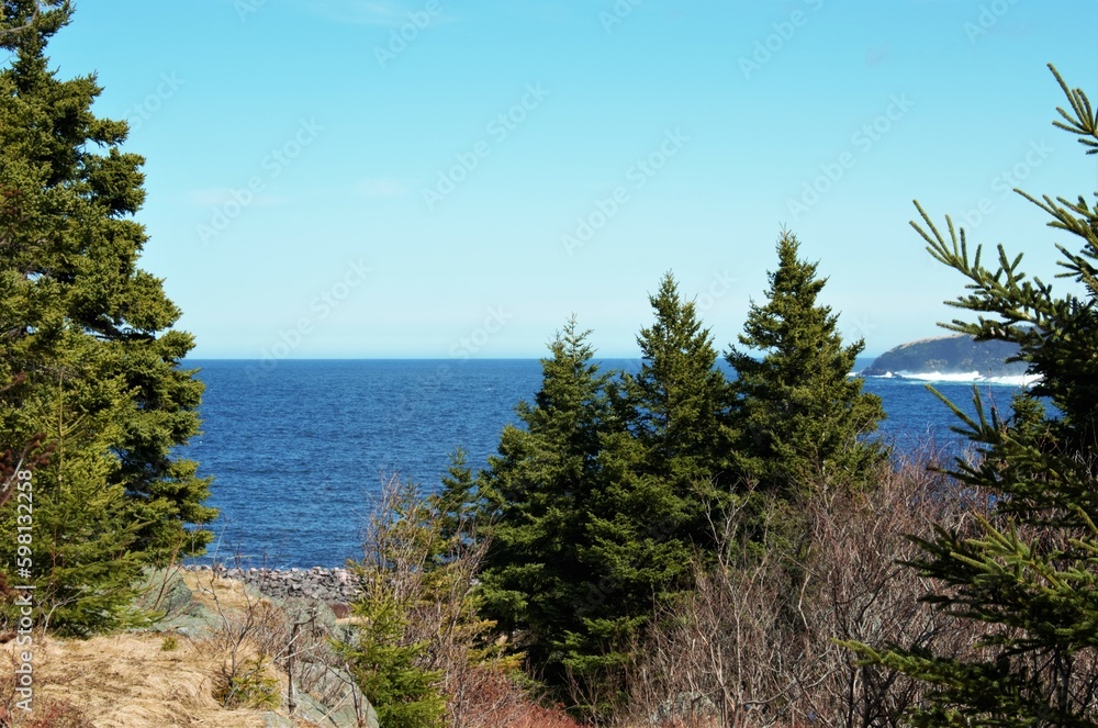 view from the forest to the atlantic