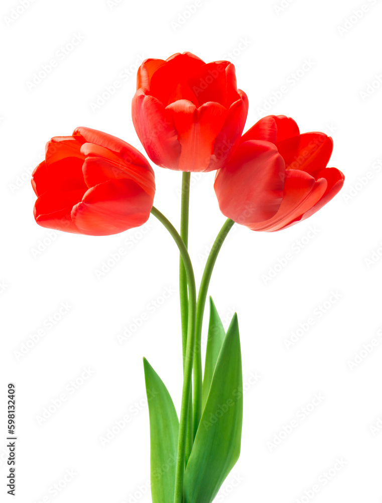 Bouquet of red tulips. Spring fresh flowers, mockup for mothers day, valentine or wedding greeting card Bouquet of red tulips. Spring fresh flowers, mockup for mothers day, valentine or wedding greeting card