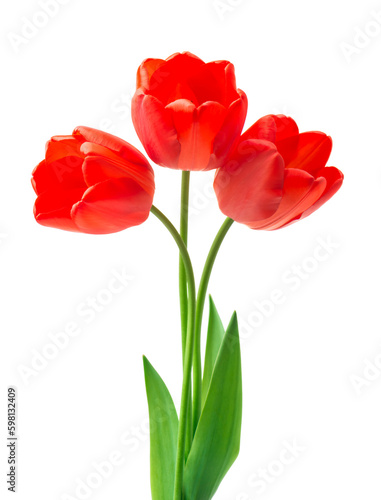 Bouquet of red tulips. Spring fresh flowers, mockup for mothers day, valentine or wedding greeting card