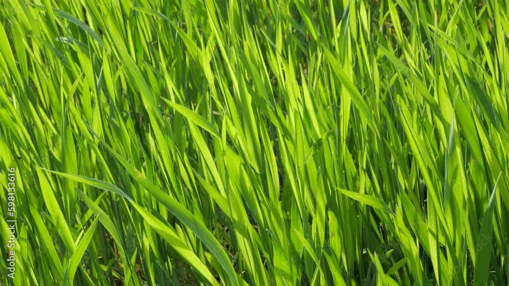 The trembling of rye leaves under the influence of wind.
The leaves of the rye growing in the field flutter in the wind.
The trembling of rye leaves under the influence of wind.
The leaves of the rye growing in the field flutter in the wind.