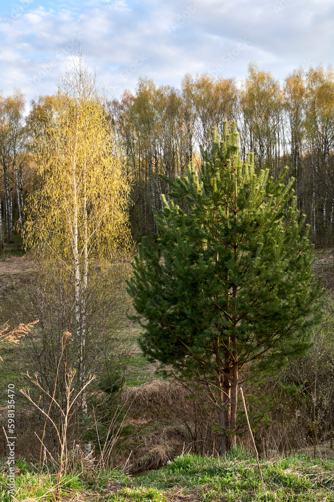 Russia. Moscow. Spring in the Bitsevsky forest. Birch and spruce Russia. Moscow. Spring in the Bitsevsky forest. Birch and spruce