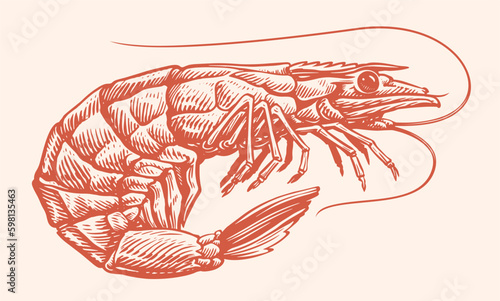 Tiger shrimp hand drawn engraving style sketch. Whole prawn, seafood vector illustration