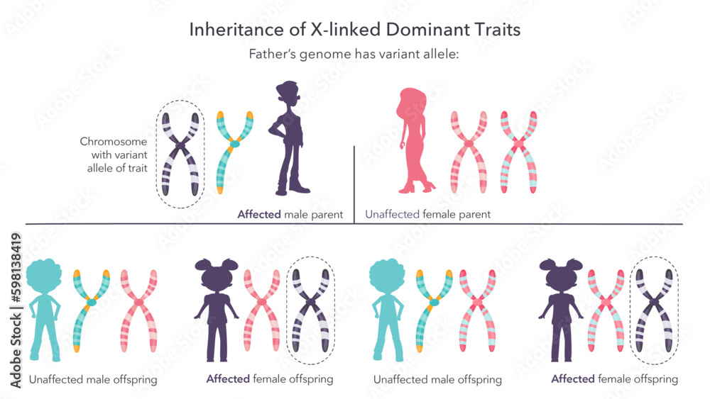 Inheritance of X linked genetic traits scientific infographic vector illustration