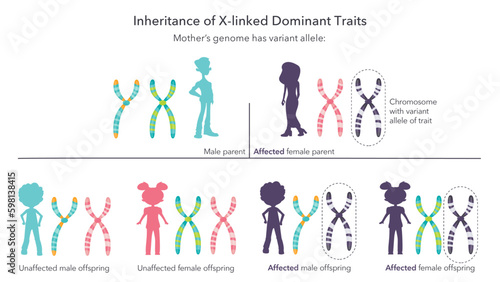 Inheritance of X linked genetic traits scientific infographic vector illustration