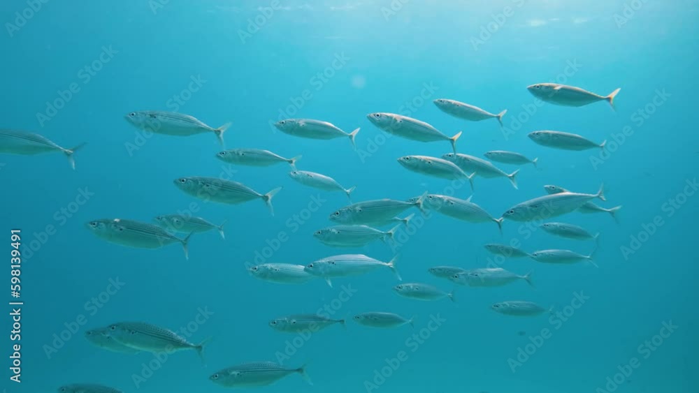 Diving with a school of fish (Striated fusilier (Caesio striata)) in coral reef garden of the Red Sea, slow motion
Diving with a school of fish (Striated fusilier (Caesio striata)) in coral reef garden of the Red Sea, slow motion