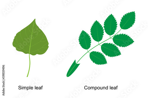 Types of leaf. Compound leaf. Simple leaf. Poplar leaf and rosehip leaf. photo