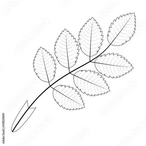 Rosehip leaf. Black and white illustration.