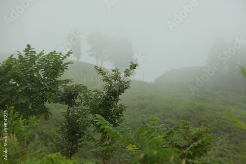 Mountain landscape in the mist. Tropical rainforest in the fog 