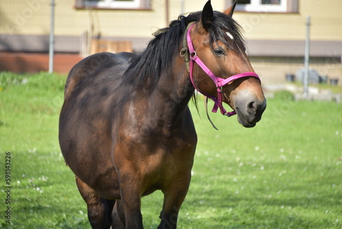 koń z różową uzdą © EwaAF