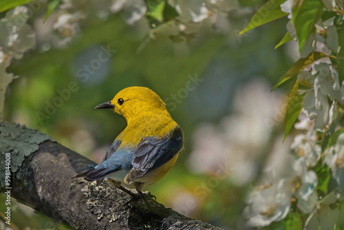 A prothonotary warbler, Protonotaria citrea, bird on a branch of crabapple tree, feeding on flowers