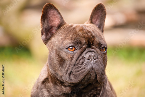 Brown and black french bulldog soft focus on green blurred background. Portrait of a young dog.