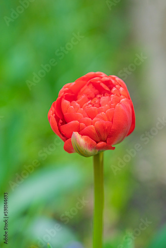 Wallpaper Mural Red tulips close-up on a beautiful background Torontodigital.ca