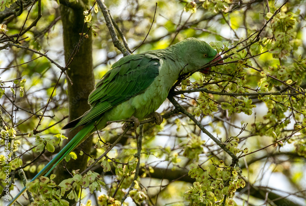 Rose ringed parakeets, ring necked parakeets, Indian ringneck parrots ...