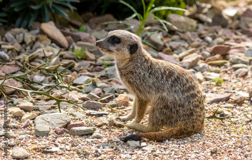 Fototapeta premium Cute meerkat walking about on the ground in the sunshine