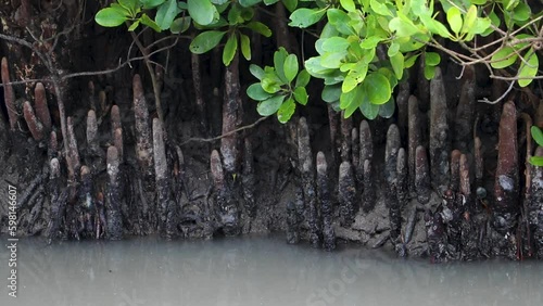 Ceriops decandra, a species of tree in the Rhizophoraceae family, forms mangrove swamps at Sundarbans, the world's largest mangrove forest. photo