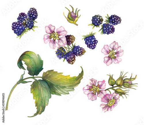 Watercolor drawing, blackberry berry flower branch. Illustration for gift, postcard and packaging design.