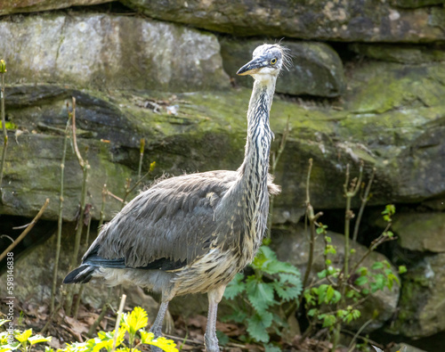 Juvenile grey heron standing and stretching in the sunshine by the water 