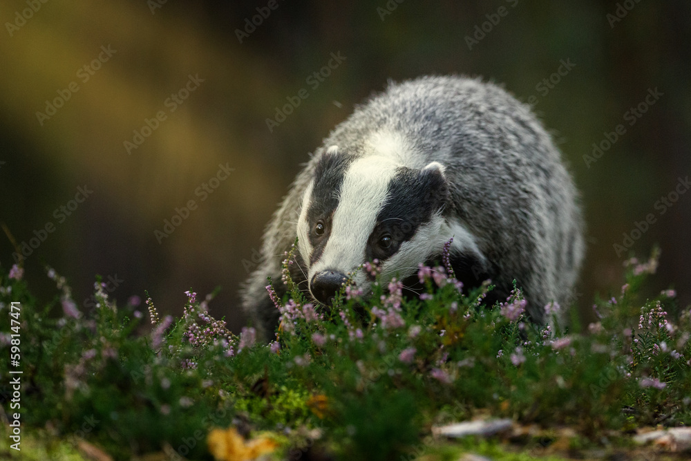Obraz premium Badger in moorland. Portrait of european badger, Meles meles, in green pine forest. Hungry badger sniffs about food in moor. Beautiful black and white striped beast. Cute animal in nature habitat.