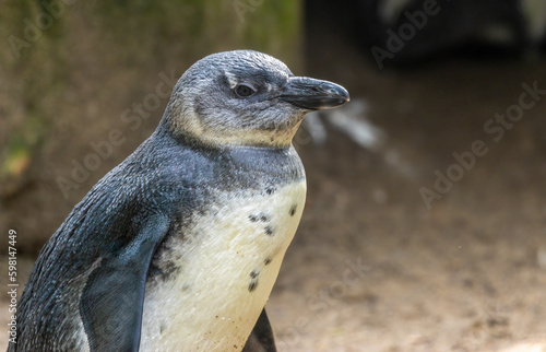Fotografie, Tablou African penguins, jackass penguins, black footed penguin, flightless birds enjoy
