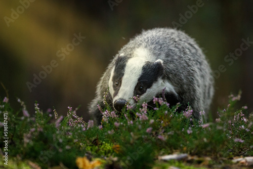 Badger in moorland. Portrait of european badger, Meles meles, in green pine forest. Hungry badger sniffs about food in moor. Beautiful black and white striped beast. Cute animal in nature habitat. © Vaclav